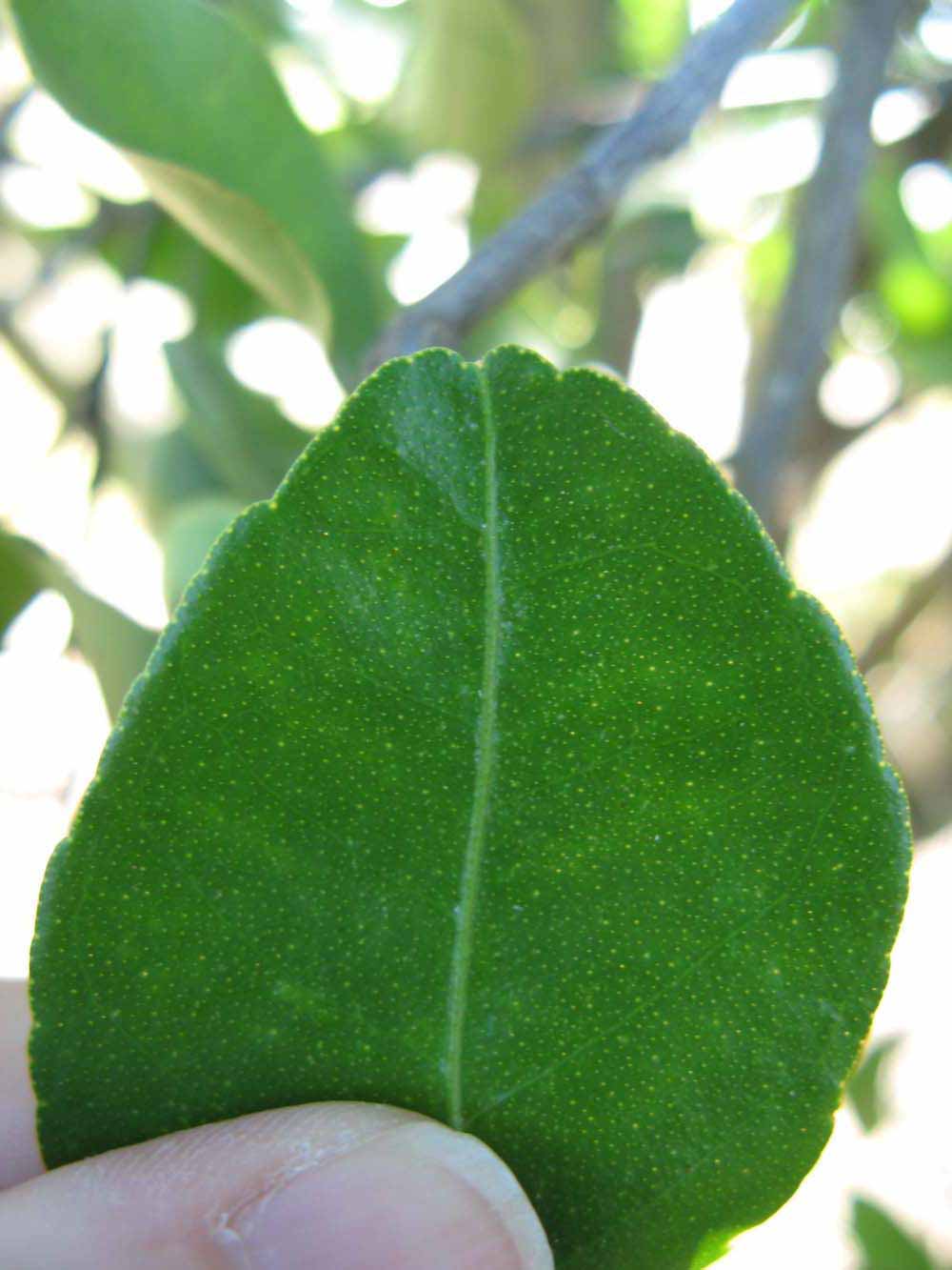              Margin (Winter Haven, FL)       